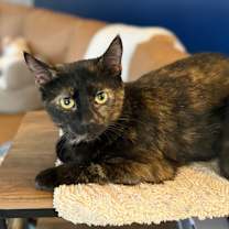 Thumbnail photo of Mew #2