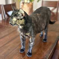 Thumbnail photo of Mew #3