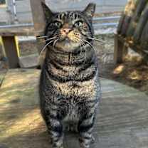 Thumbnail photo of Bentley #3