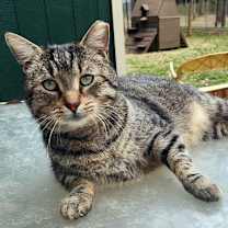 Thumbnail photo of Stub Tail #2