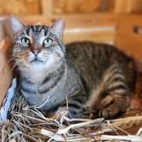 Thumbnail photo of Stub Tail #3