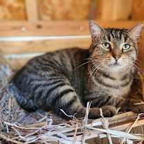 Thumbnail photo of Stub Tail #4