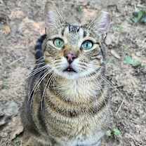 Thumbnail photo of Shaka #1