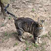 Thumbnail photo of Shaka #2