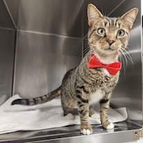 Thumbnail photo of Taj #1