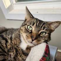 Thumbnail photo of Taj #2