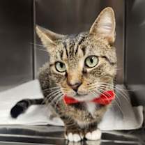 Thumbnail photo of Taj #3