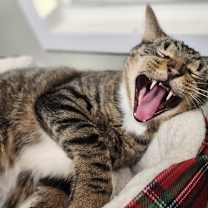 Thumbnail photo of Taj #4