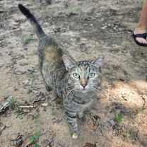 Thumbnail photo of Dot #2