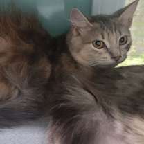 Thumbnail photo of Violet #2