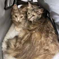 Thumbnail photo of Violet #4