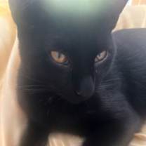 Thumbnail photo of Pulsar #2