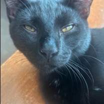 Thumbnail photo of Pulsar #3