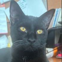 Thumbnail photo of Nebula #1