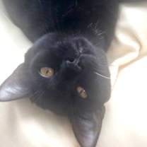 Thumbnail photo of Nebula #2