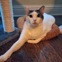 Thumbnail photo of Genesis #1