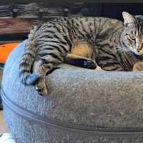 Thumbnail photo of Calista #1