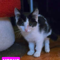 Thumbnail photo of Mosaic #3