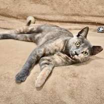 Thumbnail photo of Lila #3