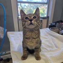 Thumbnail photo of Lucca #4