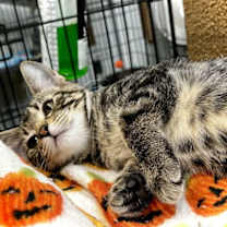 Thumbnail photo of Fig #1