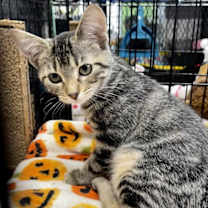 Thumbnail photo of Fig #4