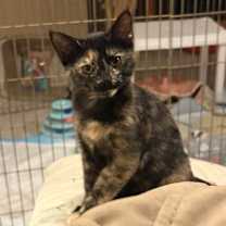 adopt-pet
