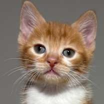 adopt-pet