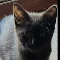 Thumbnail photo of Evie #4