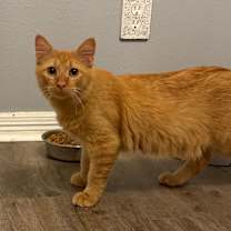 Thumbnail photo of Tabby #4