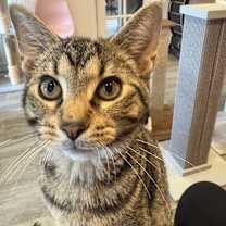 adopt-pet