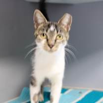 adopt-pet