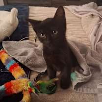 Thumbnail photo of Rodeo #2