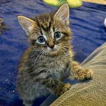 Thumbnail photo of Pepsi #3