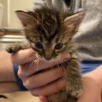 Thumbnail photo of Pepsi #4