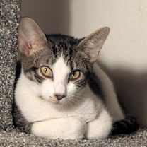 Thumbnail photo of Atlas #3