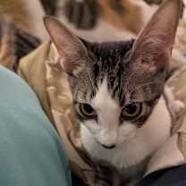 Thumbnail photo of Atlas #4