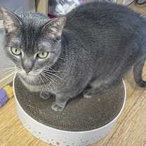 Thumbnail photo of LOUIE #3