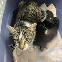 adopt-pet
