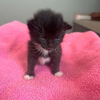 adopt-pet