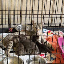 Thumbnail photo of Honey Bee #3