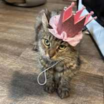 Thumbnail photo of Prissy #4