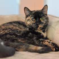 Thumbnail photo of Iridescent #2