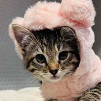 Thumbnail photo of Pickles #1