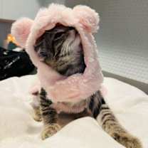 Thumbnail photo of Pickles #2