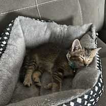 Thumbnail photo of Milo #2