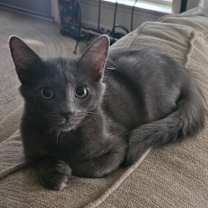 Thumbnail photo of SMOKEY #3