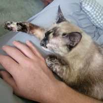 Thumbnail photo of Pepper #1