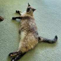 Thumbnail photo of Pepper #2