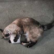 Thumbnail photo of Pepper #3